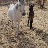 مادیان و کره قاطر به شرط سواری و باری|اسب و تجهیزات اسب‌سواری|کامیاران, |دیوار