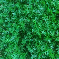 چمن مصنوعی و ترمووال و....|مصالح و تجهیزات ساختمان|یزد, |دیوار