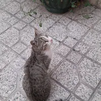 نگهداری گربه