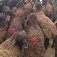 بره ماده هترو