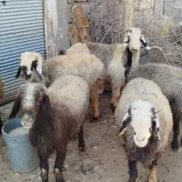 گوسفند داشتی|حیوانات مزرعه|زاگرس, |دیوار