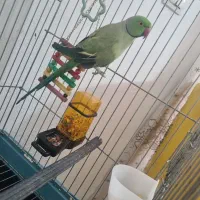 طوطی ملنگو با قفس