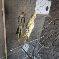 عروس هلندی|پرنده|قائن, |دیوار