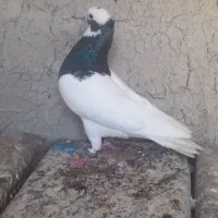 طوق