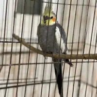 عروس هلندی نر