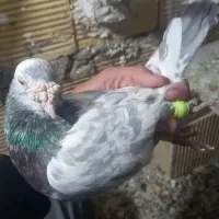 ۳ عدد نره پرشتی|پرنده|خرمآباد, |دیوار