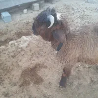 بره درجه یک بیضا