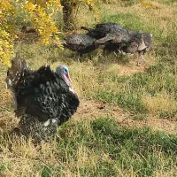 فروش بوقلمون محلی ارگانیک