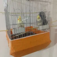 عروس هلندی یک جفت با قفسش