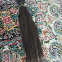 ۳۰۰شاخه مو شلاقی حدودا ۵۰سانت به فروش می‌رسد