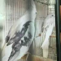 عروس هلندی سرلاکی وبالغ نرو گرینچک|پرنده|بندرعباس, |دیوار