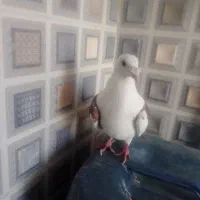 کفتر|پرنده|میرجاوه, |دیوار