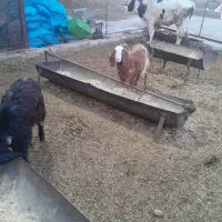 بز و نربز پاکستانی یا افغانی و دورگ|حیوانات مزرعه|جوادآباد, |دیوار