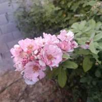 کولر آبی ۷۰۰۰ وکولر ۳۵۰۰ در حد نو
