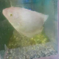 ماهی|ماهی|اصفهان, سودان|دیوار
