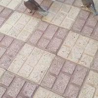 کله سفید|پرنده|سبزوار, قلعهنو دهزار|دیوار