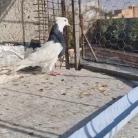 طوقی سیاه نر