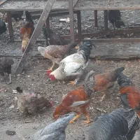 خروس محلی جوان