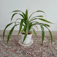 گلدان پاندانوس
