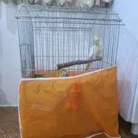 عروس هلندی