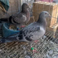جوجه گرفتنی