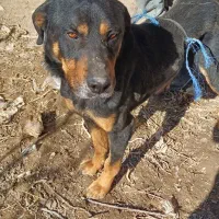 سگ روتوایلر|سگ|شهریار, شهرک امیریه|دیوار