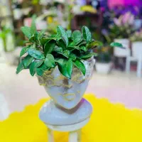فروش گیاهان آپارتمانی|گل و گیاه طبیعی|پردیس, فاز ۴|دیوار