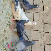 کبوتر رنگی وآلمانی