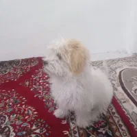 شیتزو تریر|سگ|تهران, زنجان جنوبی|دیوار