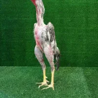 جوجه اوشامو فستیوالی