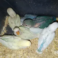 انواع جوجه طوطی کوتوله|پرنده|گلپایگان, |دیوار
