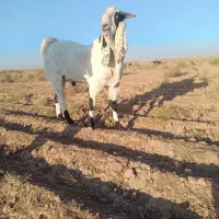 نربز پاکستانی|حیوانات مزرعه|تربت جام, حافظ|دیوار