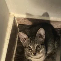 گربه ماده|گربه|گرگان, |دیوار