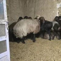 فروش قوچ همو|حیوانات مزرعه|اردکان, |دیوار