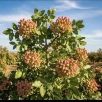 هرس و پیوندانواع درخت میوه وانجام امورباغچه منازل