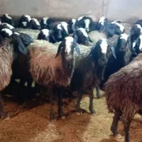 ۶۴راس شیشک و میش جوون و بره ماده شالی درجه یک