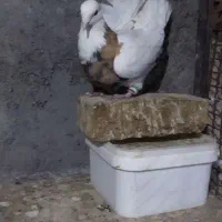 طوقی زرد خال سیاه وخرمای|پرنده|بهار, |دیوار