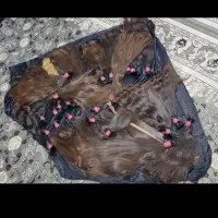 خریدار موبدون واسطه