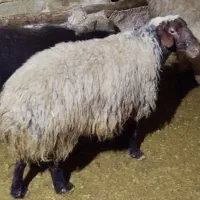 گوسفند و قوچ