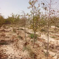 باغ باسند ملکی داخل مجتمع ونگهبانی ‌24ساعته|فروش زمین و ملک کلنگی|مشهد, درزآب|دیوار