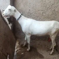 بز آبستن به شرط دقلوزا