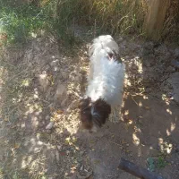 سگ پاکوتاه|سگ|قشلاق دشت, |دیوار