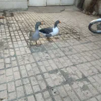 یک جفت غاز جوان|حیوانات مزرعه|مشهد, ایوان|دیوار