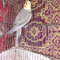 عروس هلنی نر