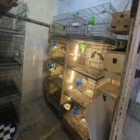 فروش تعدادی قفس و لونه استاندارد گرینچک و راهب