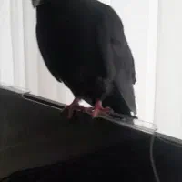 کبوتر گمشده|حیوانات|بیجار, |دیوار