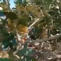 همایش کشاورزی پسته
