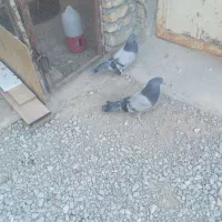 کبوتر