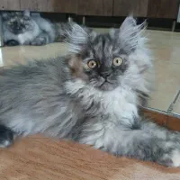 توله پرشین کلاسیک|گربه|شیراز, شهرک گلستان|دیوار