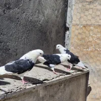 سه تا کبوتر نر (آگهی رو بخون)